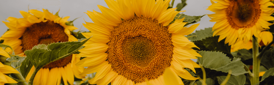 Sonnenblume Saatgut | Syngenta