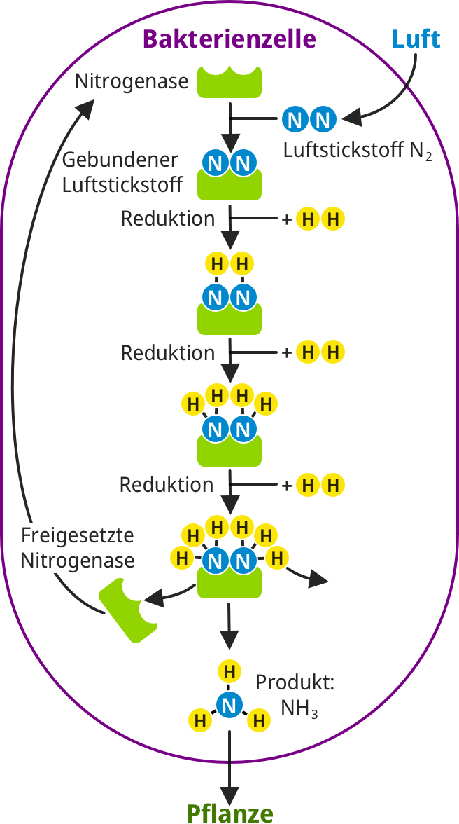 Nitrogenase enzyme