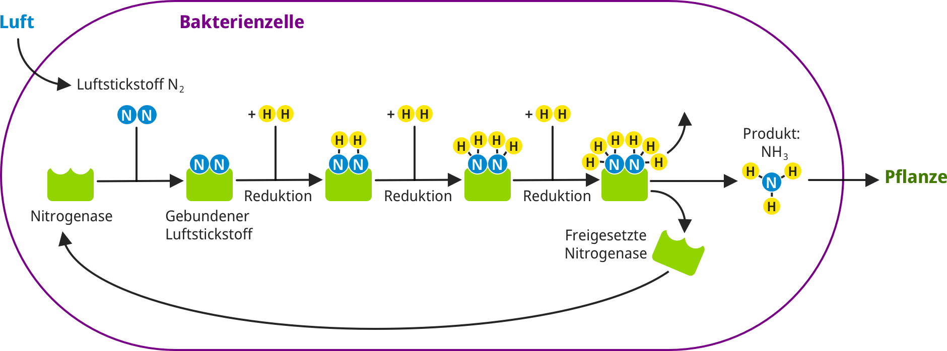 Nitrogenase enzyme