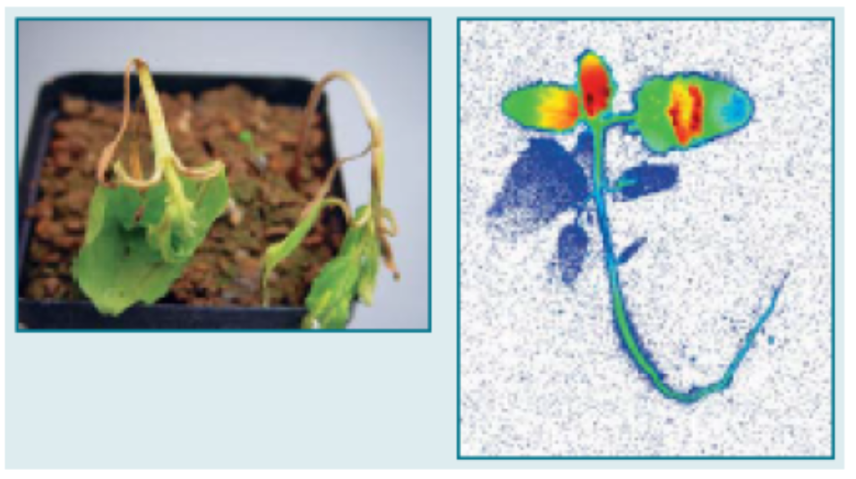 dicamba