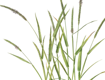 Weeds
