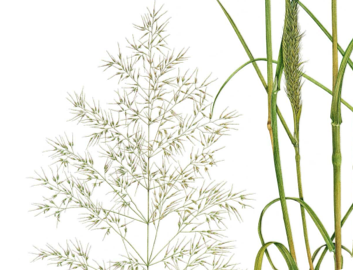 Weeds