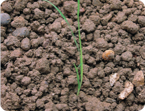 23 Tage alt