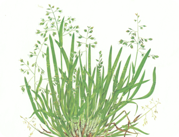 Weeds