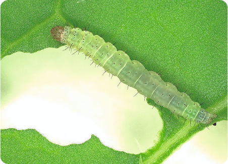 Schadinsekten