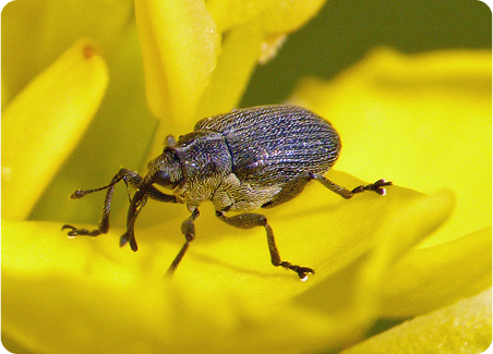 Rapsglanzkäfer