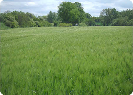 wirkung
