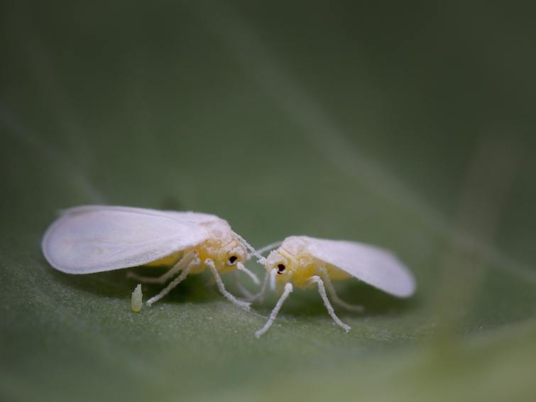 bersicht Schdlinge | Syngenta