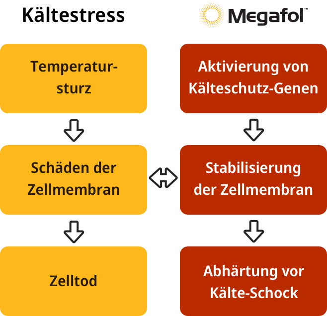 megafol