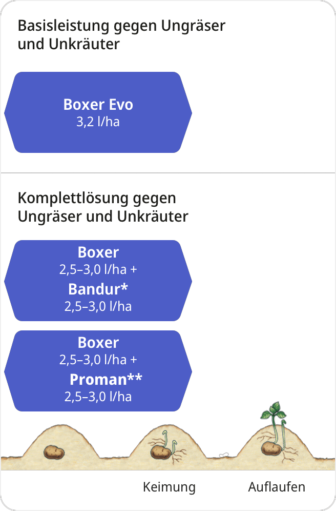 Unsere Herbizid-Empfehlung in Kartoffeln