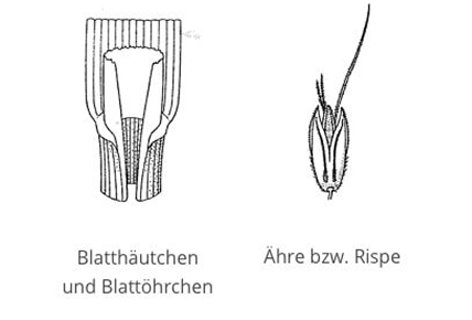 Ungräser Erkennungsmerkmale