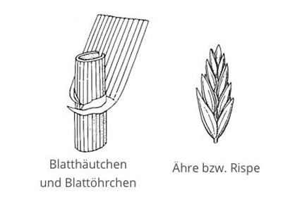 deutsches-weidelgras Graphic