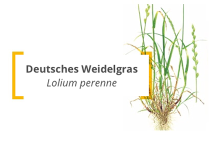 deutsches-weidelgras