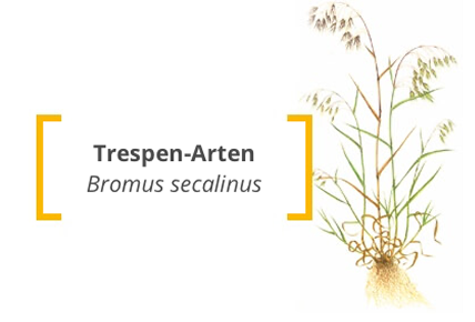 Trespen Arten