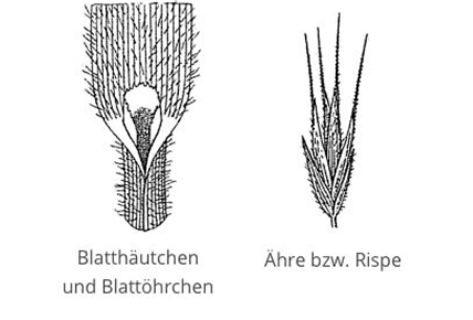 Trespen Arten Graphic