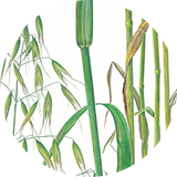wlg-corn-accordion