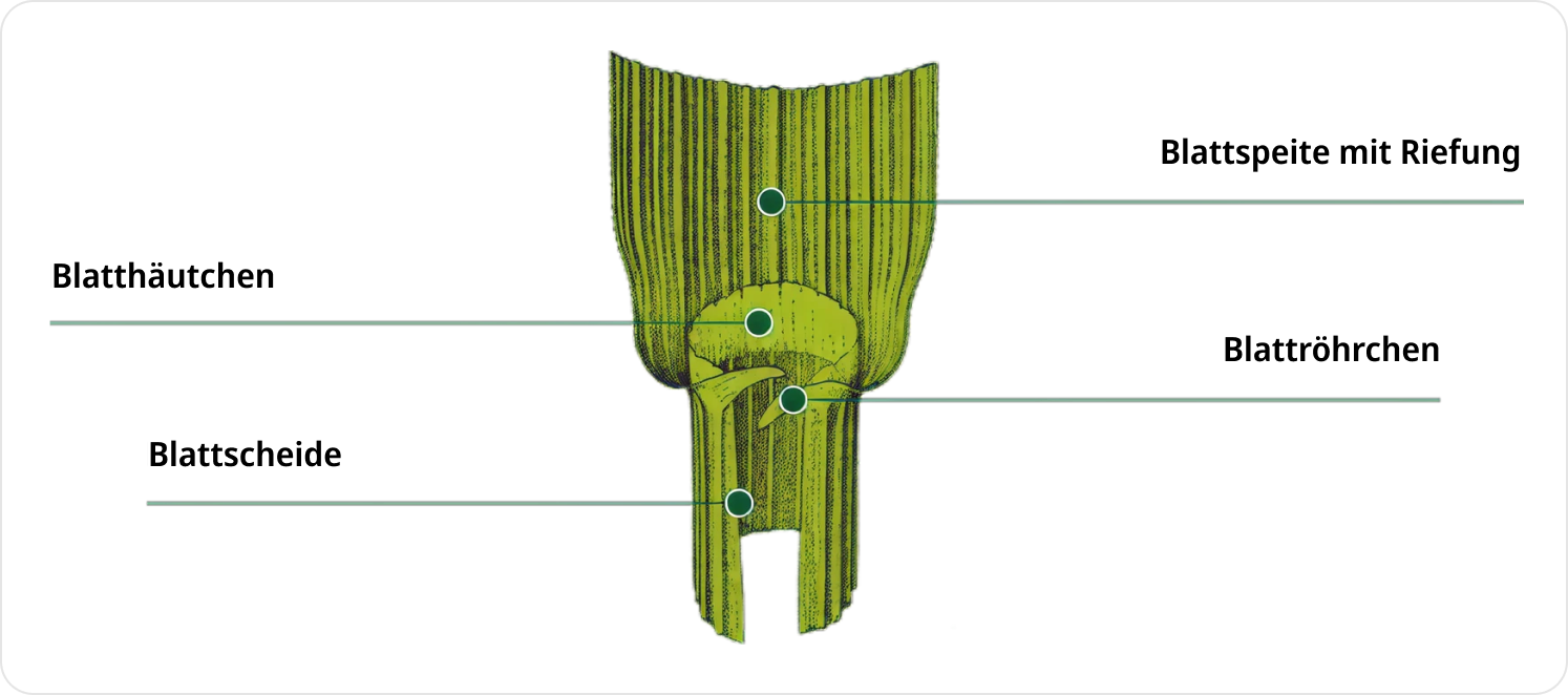 accordion-image