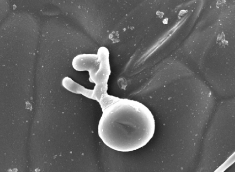 Mit Mandipropamid behandelte Sporen