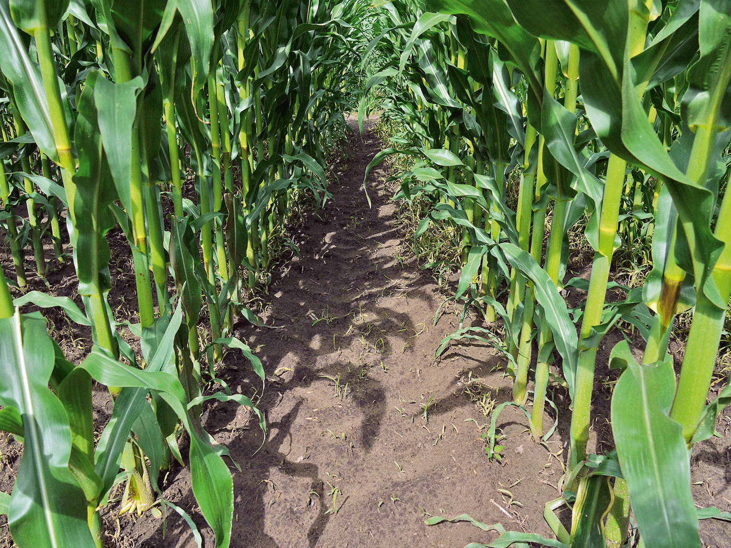 Elumis 1,25 l/ha + Successor T 2,5 l/ha