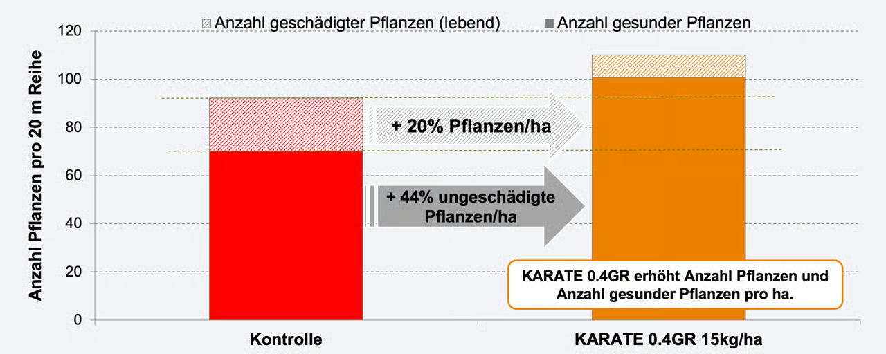 Versuchsergebnis: Pflanzenverluste durch Drahtwurmbefall in Mais