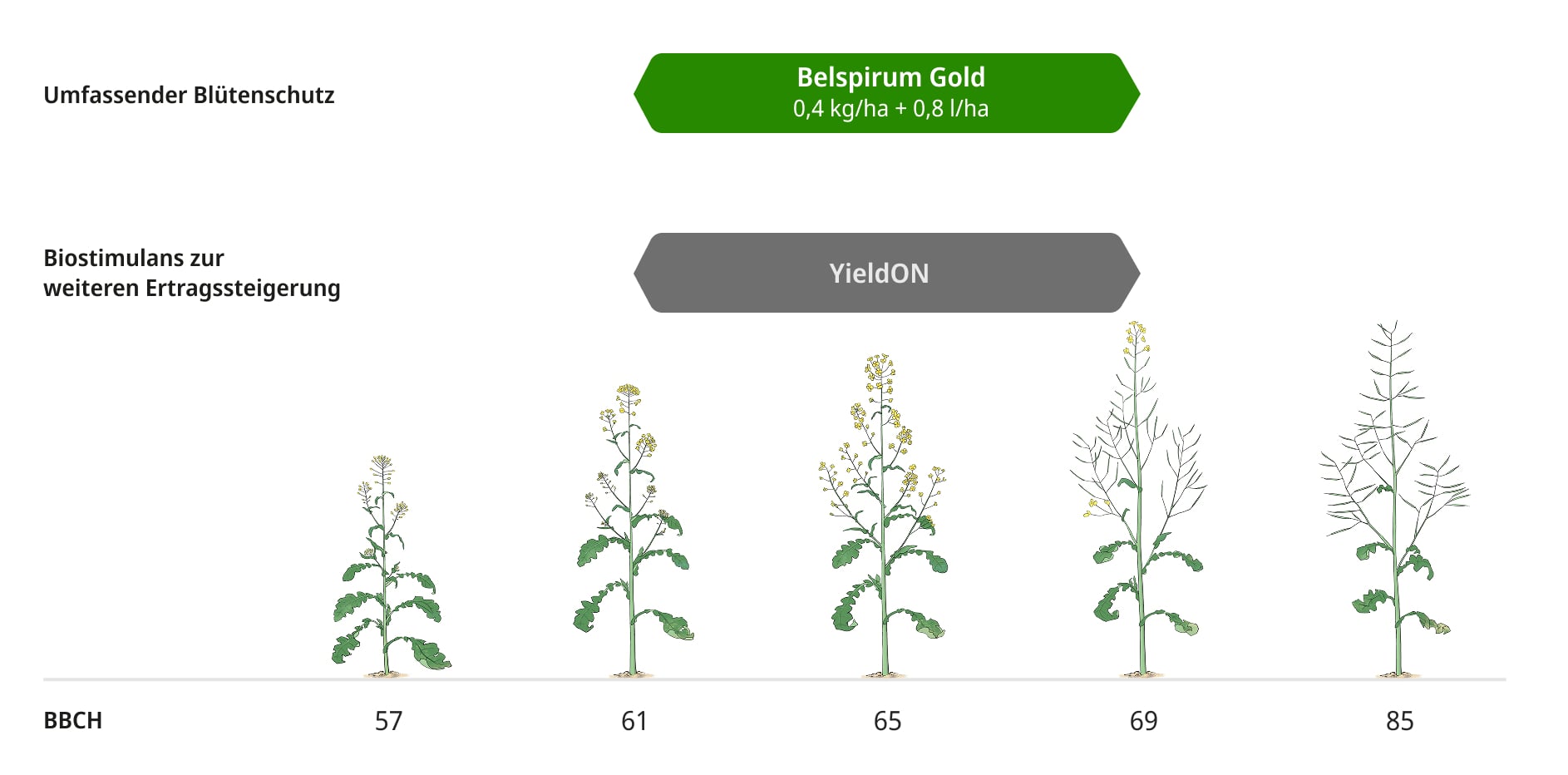 Anwendungsempfehlung Belspirum Gold