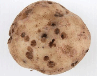 Fraßlöcher in der Kartoffelknolle
