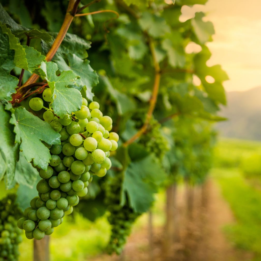 Weinreben