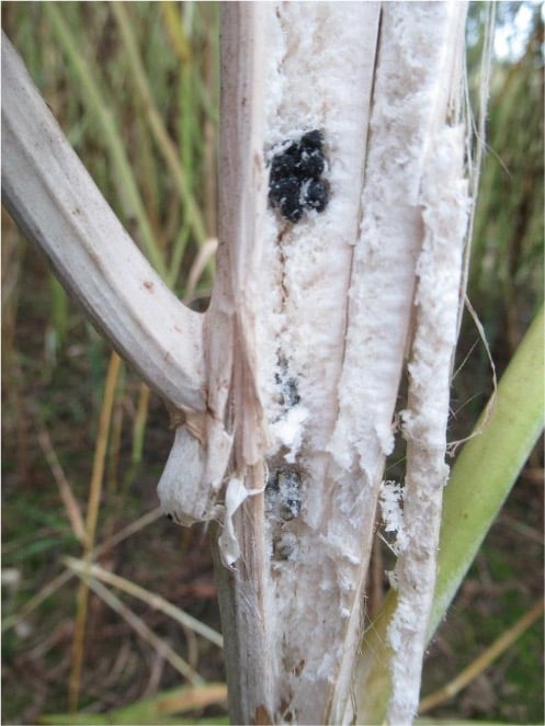 Sclerotinia-Stängelfäule