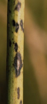 Alternaria-Krankheit