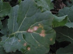 Phoma-Stängelfäule