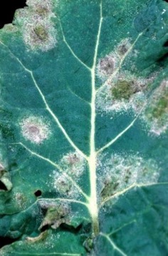 Cylindrosporium
