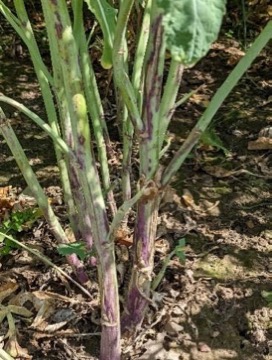 Cylindrosporium