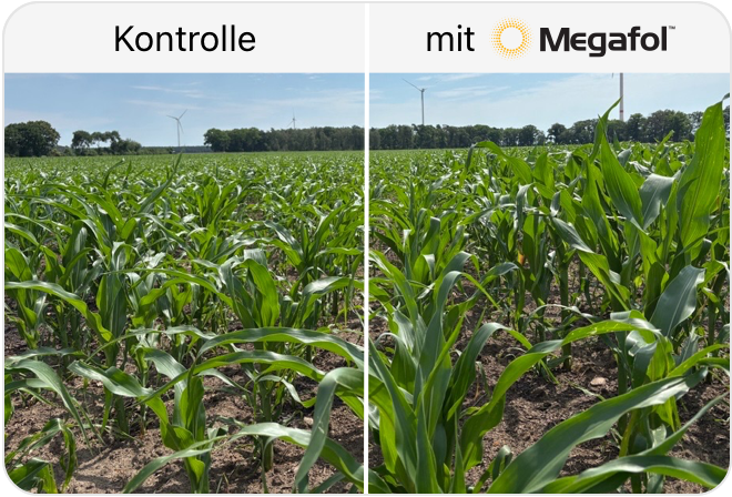 Kontrolle / mit Megafol