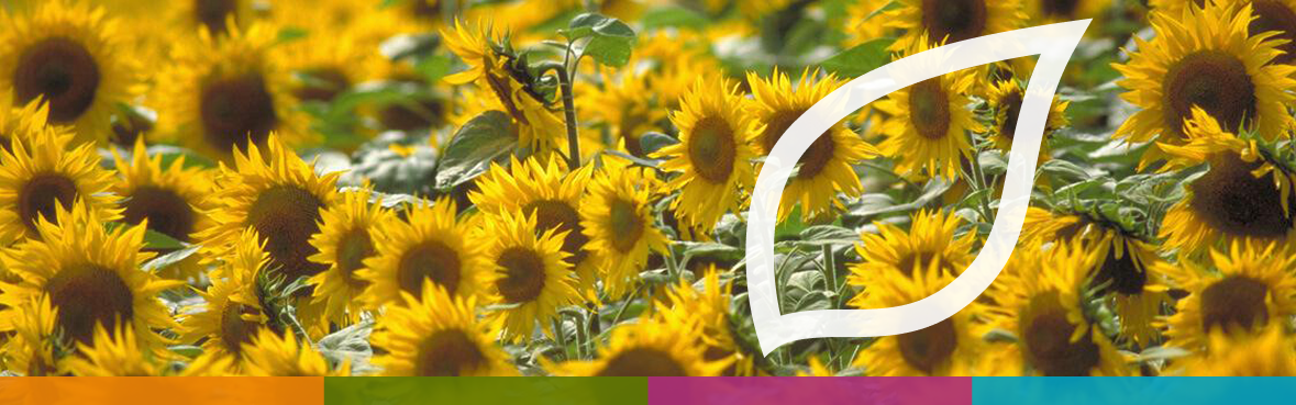 Sonnenblumen