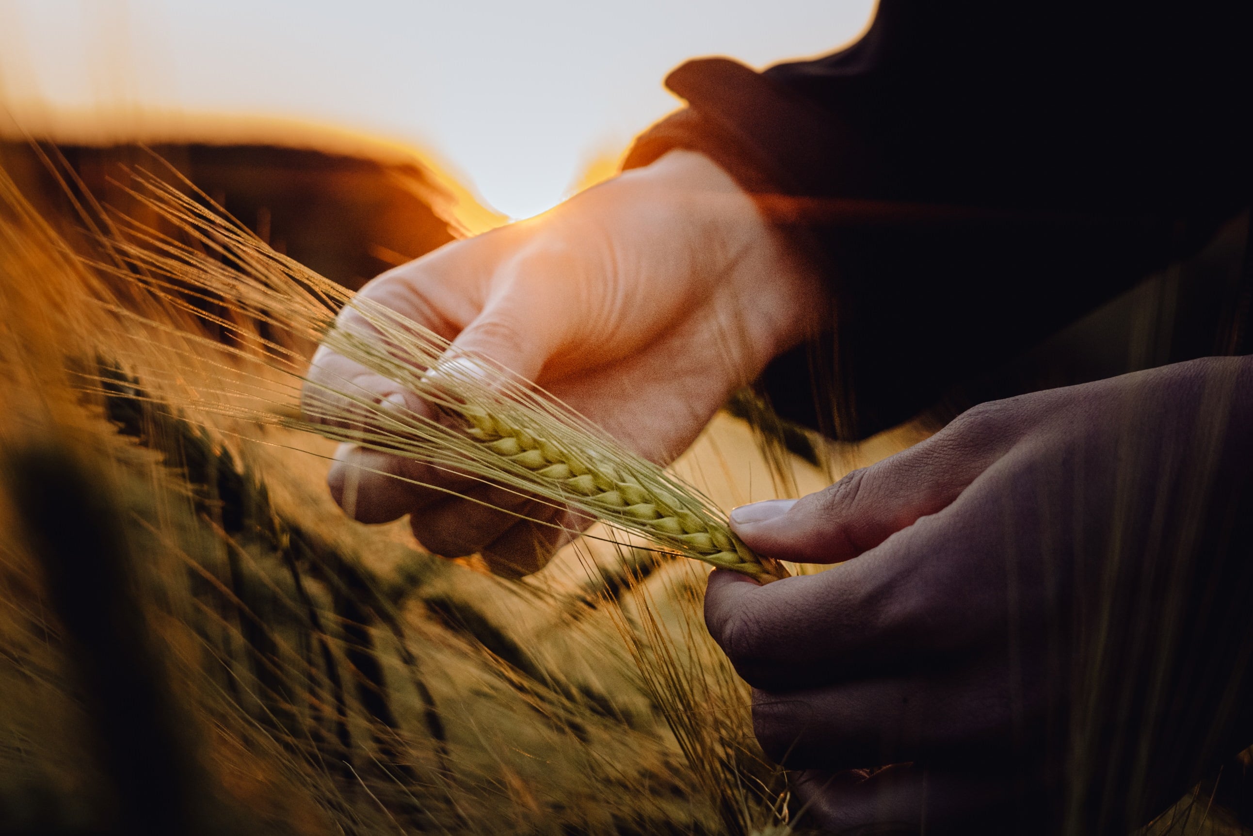 Nahaufnahme Syngenta Hybridgerste