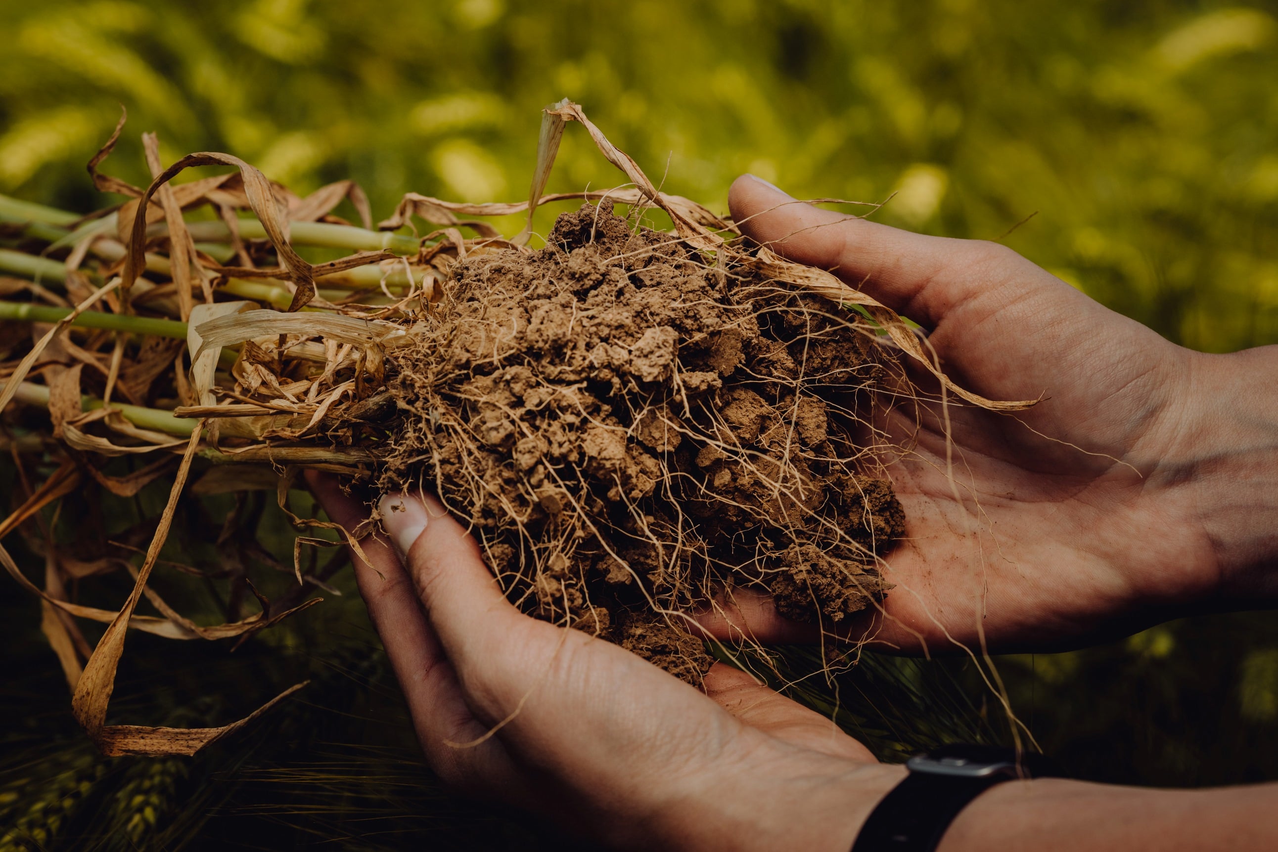 Wurzeln der Syngenta Hybridgerste