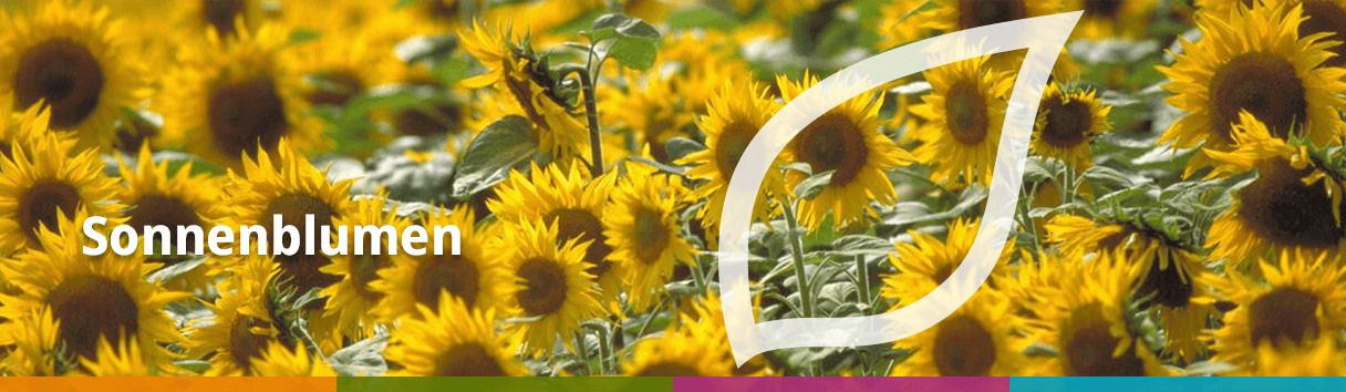 Sonnenblumen