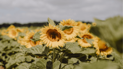 SY Nebraska Sonnenblume