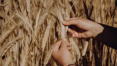 Lumaco Triticale