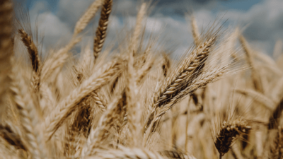 Promiso Triticale