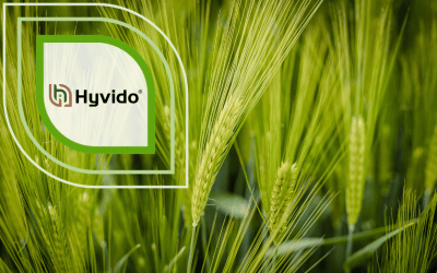SY Dakoota Hybridgerste
