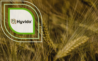 SY Heroo Hybridgerste