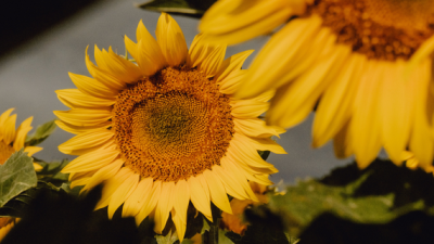 Nahaufnahme gelber Sonnenblumen im warmen Licht, eine Blüte im Fokus.