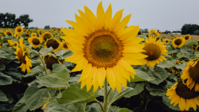 Große Sonnenblume im Vordergrund, dahinter ein Feld voller Sonnenblumen unter grauem Himmel