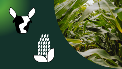 Grafik mit Kuhkopf- und Pflanzenhand-Symbol; rechts Foto von Maispflanzen