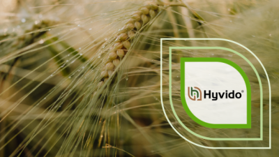 Hyvido-Logo auf unscharfem Hintergrund mit Getreideähren