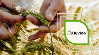 Hände prüfen Getreideähren im Feld; rechts grünes Hyvido-Logo auf Grafik.