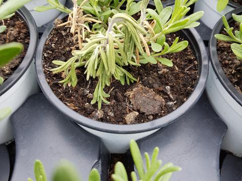 botrytis_lavendel