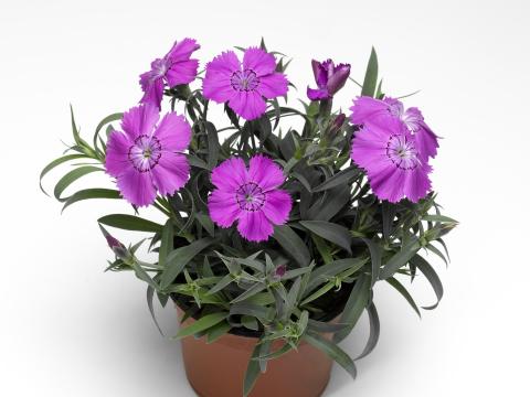 ltddianthuslavenderblue
