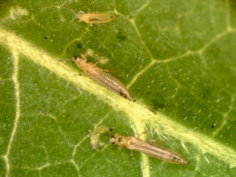 frankliniella_occidentalis
